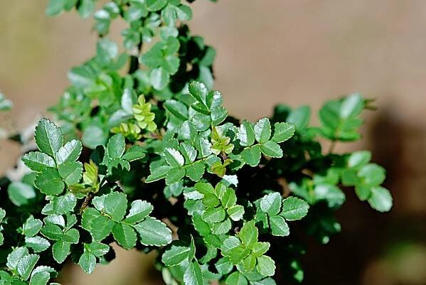 Fraxinus xanthoxyloides - jasan žlutodřevový - jarní listy 