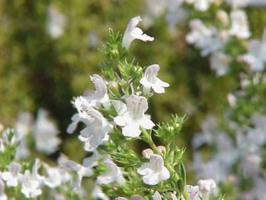 Saturejka horská – další bylinka vhodná do bylinkové zahrádky, ale i na okrasu