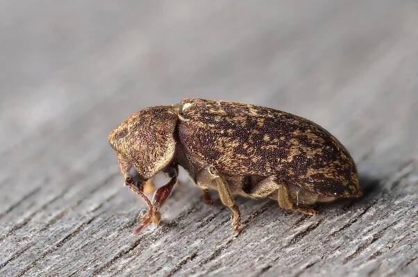The Truth Behind the Deathwatch Beetle's Creepy Tap-Tap-Tapping