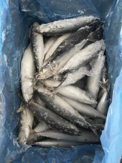 Frozen Mackerel Fish