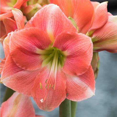 Hvězdník Susan – Hippeastrum – cibulky – amarylka pěstování