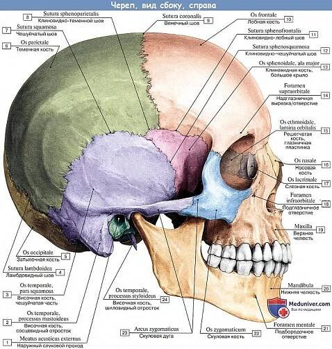 Anatomie: Kostra hlavy. Lebka, boční pohled vpravo