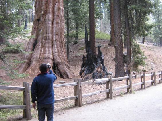 Les obrov v Sequoia & Kings Canyon National Parks | Smelý Zajko