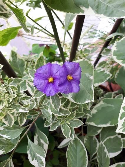 Pokojovky: Hořcový stromek panašovaný - Lycianthes rantonnetii, syn. Solanum rantonnetii.