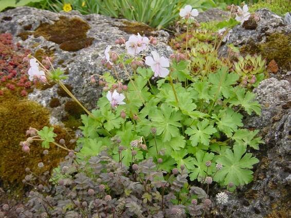 Geranium dalmaticum Album - kakost