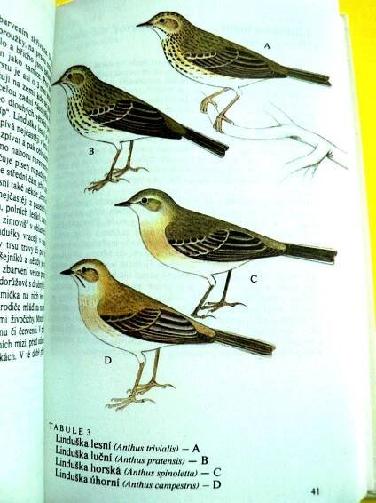 🐦 Naši pěvci Ptáci Brkoslav Konipas Brhlík Sýkora modřinka (1984) 🐦 | Aukro