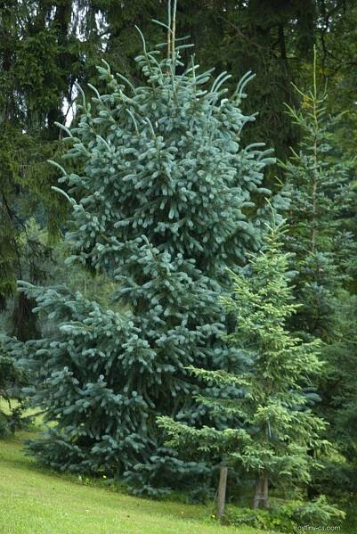 Atlas - fotogalerie: picea engelmannii; 1