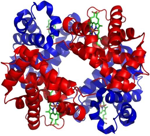 Hemoglobin – WikiSkripta