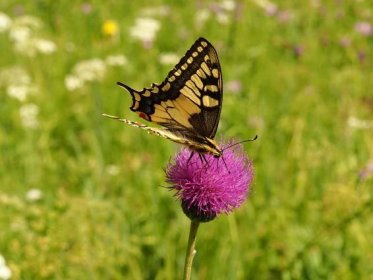 Otakárek fenyklový – Papilio machaon – fotogalerie – Motýli a Krajina nejen Brněnska