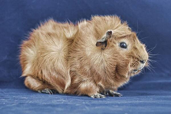 Rosette guinea pig (24 fotografií): charakteristika plemene, vlastnosti péče a udržování habešských morčat plemene růžice