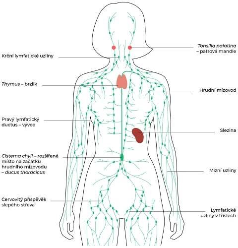 lymfaticky_system_CZ