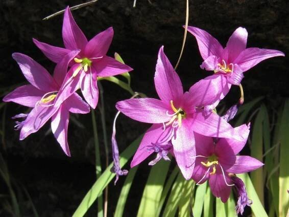 Hesperantha scopulosa