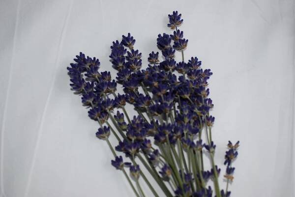 Qué es la Naturopatía y cómo nos ayuda la naturaleza - Masaxes Quiros