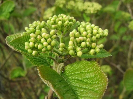 Kalina tušalaj (Viburnum lantana) - Fascinující Paulownia