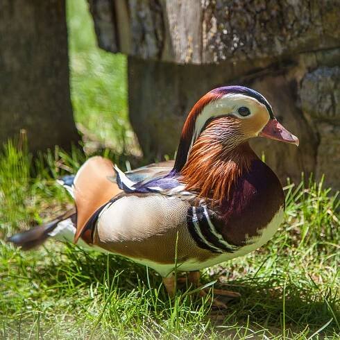 Tierpark Mandarin-Ente