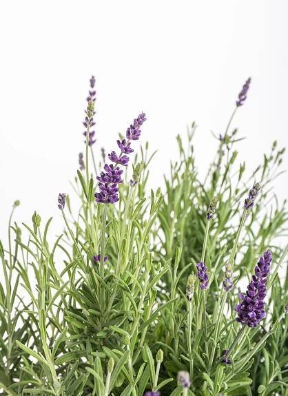 Levandule lekařská, Lavandula angustifolia Hidcote, 2 l, skladem | ZAZUMi.cz