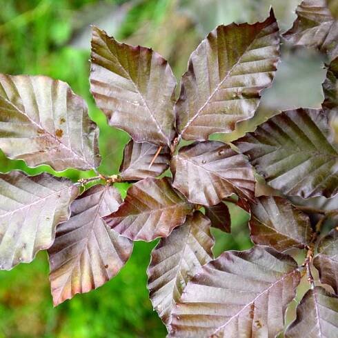 Fagus sylvatica 'Atropurpurea' - Buk lesní 'Atropurpurea' | foto: Jolana Nováková,  Český rozhlas
