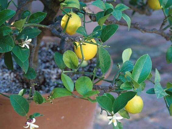 How to Grow a Lemon Tree in a Pot: 12 Expert Tips for Success
