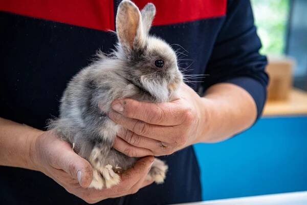 Víkendové tipy v Ostravě: noblesní i zábavné plesy, Fauna trhy, fotbálek i hokej
