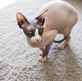Are Sphynx Cats Good With Kids?