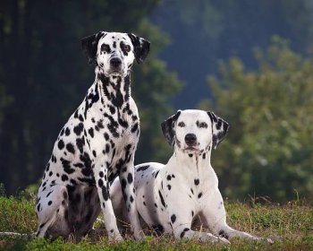 79+ Is Dalmatian A Good Family Dog Picture - Bleumoonproductions