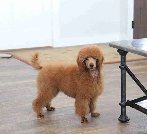 Mini Maltipoo » Maltipoos For Sale
