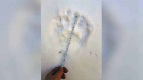 Po medvědici zůstalo ve sněhu množství zřetelných stop