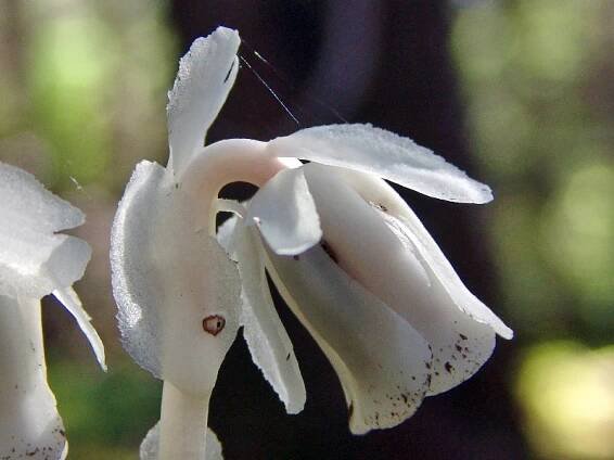 Digital Flora of Newfoundland and Labrador. Ericaceae: Heath Family ["Monotropaceae Section": Indian Pipes]. Open Image