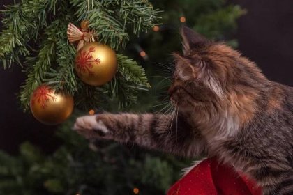 Těsnohlídkův vánoční strom nebyl první. Ozdobené větve byly již dávno součástí tradice plné krve a bolesti