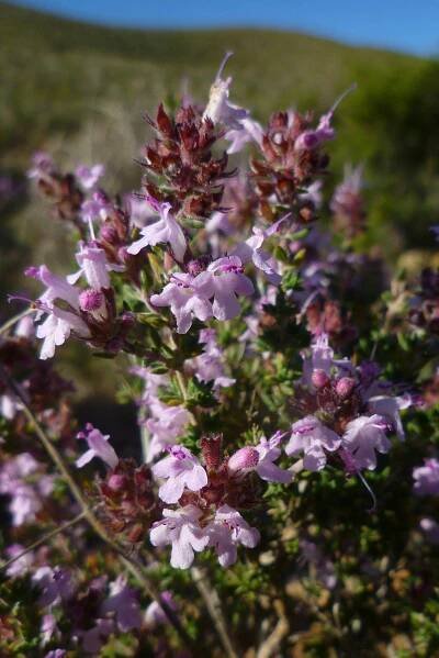 Thymus hyemalis