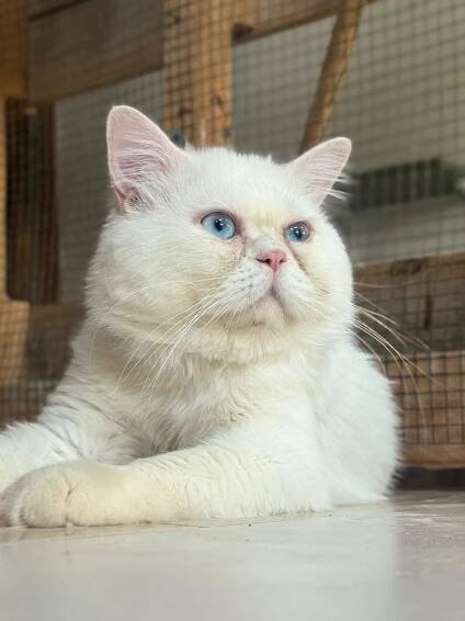 Milo | Adopt An Animal BARC