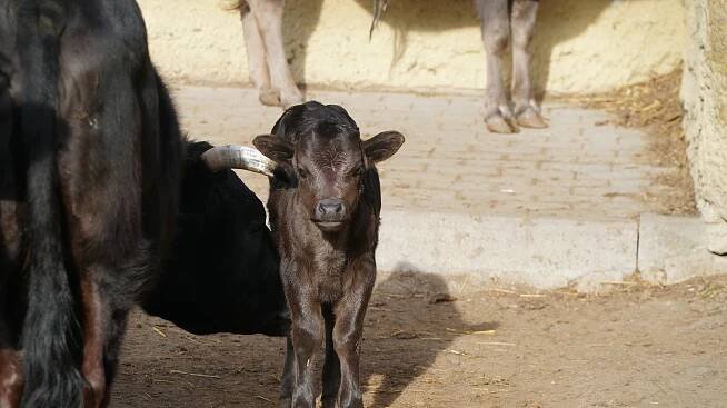 Skot cachena i tur domácí dahome. Zoopark Vyškov má nové přírůstky