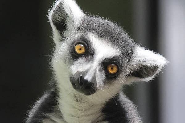 MADAGASKAR 2026