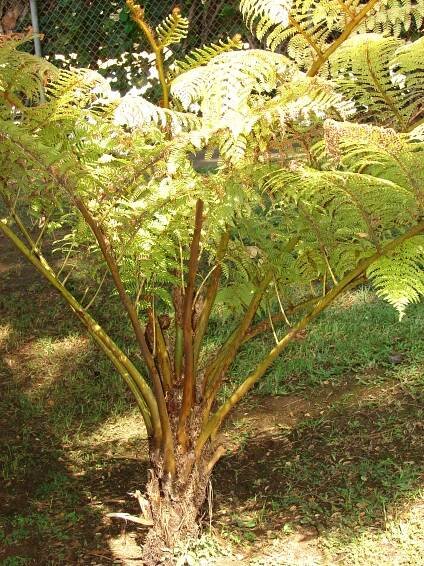 Soubor:Starr 070124-3893 Sphaeropteris cooperi.jpg – Wikipedie