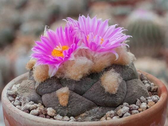 Ariocarpus fissuratus ssp. lloydii La Pe, Coah - 10 seeds