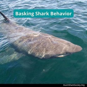 Basking Shark Behavior