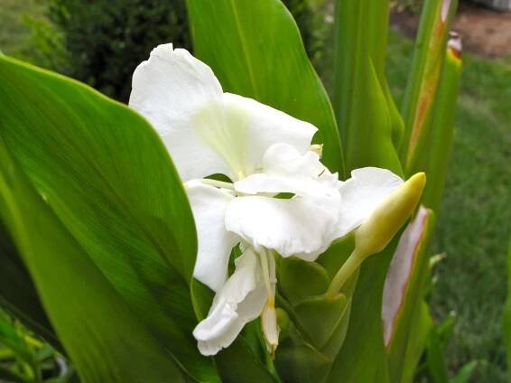 perennials | pbmGarden