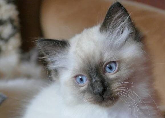 cat-4298133_1280