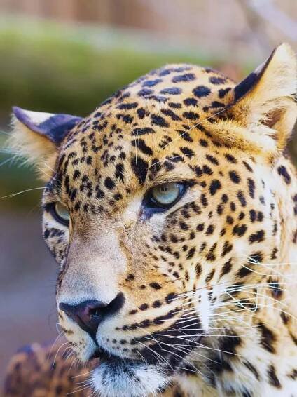 Spotting the Sri Lankan Leopard: 7 best national parks to spot the elusive big cat