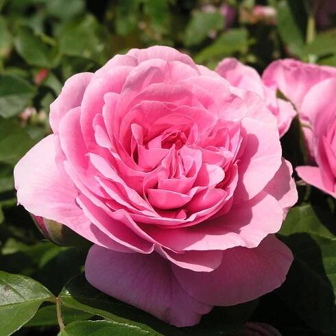 Englische Rose ‘Gertrude Jekyll’