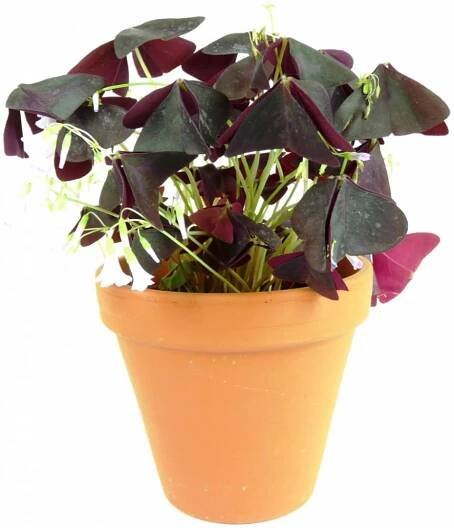 Gardners Oxalis Triangularis Sunny - purpurový, průměr 12 cm Šťavel purpurový, čtyřlístek