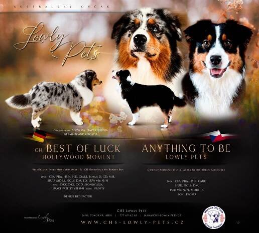 Vrh F :: CHS Lowly Pets