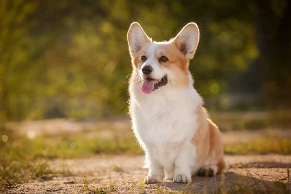 Welsh Corgi Pembroke sitzt in einem Park