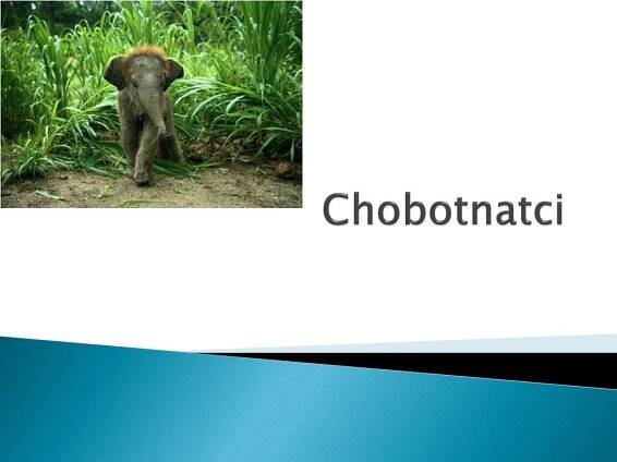 chobotnatci