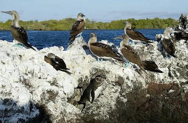 Isabela (Galapágy) – Wikipedie