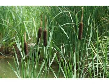 Pěstitelství Typha latifolia