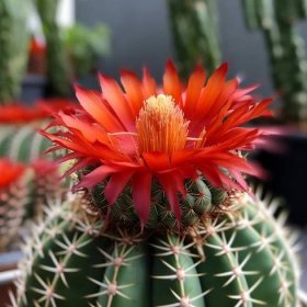 Strombocactus Guide: Dive Deep into Its Fascinating World - The Cactus Encyclopedia