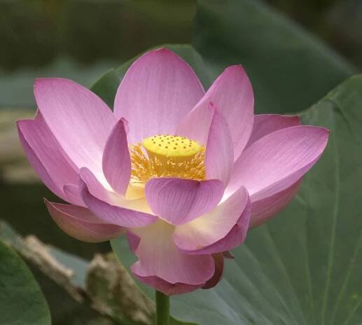 Pink Lotus Blossom
