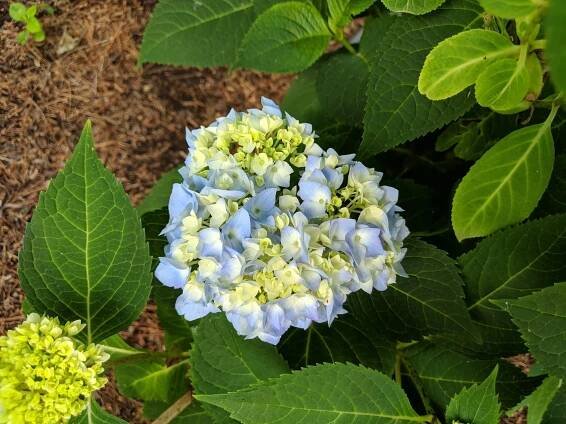 Hydrangea macrophylla 'Endless Summer'