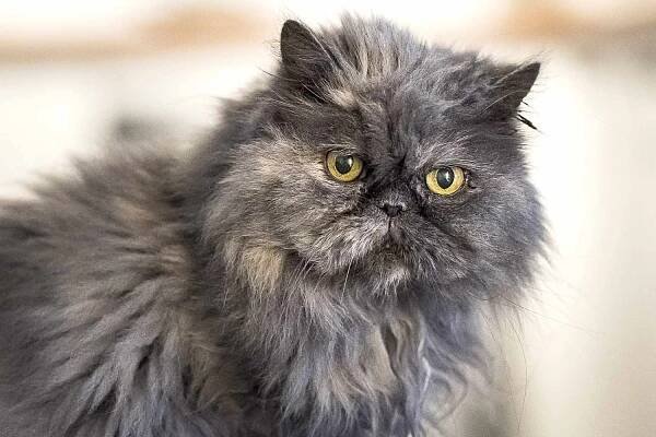 Persian gray cat closeup
